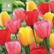 Tulpe Darwin Mischung: Bild 1/1