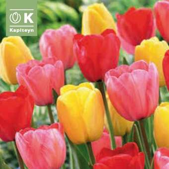 Tulpe Darwin Mischung