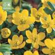 Eranthis cilicica: Bild 1/1