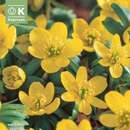 Eranthis cilicica - Winterling