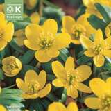 Eranthis cilicica - Winterling