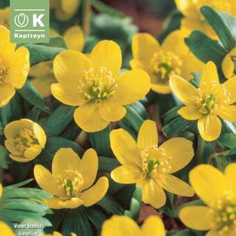 Eranthis cilicica