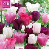 Perfect Combination Tulpen weiß/rosa/violett - Tulpen-Mischung