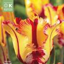 Tulipa Texas Flame - Papagei-Tulpe