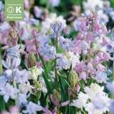 Hyacinthoides hispanica Mischung - Hasenglöckchen