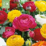 Ranunculus Mischung - Ranunkel