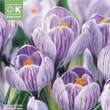 Crocus vernus 'King of Striped': Bild 1/1