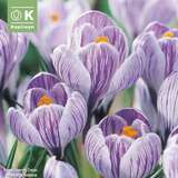 Crocus vernus 'King of Striped' - Krokus großblumig