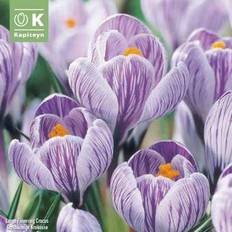 Crocus vernus 'Pickwick'