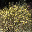 Jasminum nudiflorum - Winterjasmin