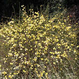 Jasminum nudiflorum - Winterjasmin