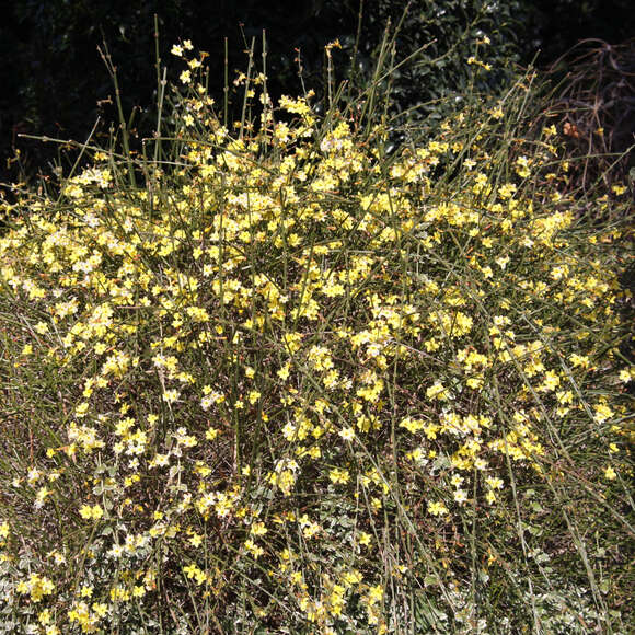 GardenersDream Winterjasmin Jasminum Nudiflorum  Winterharte  Kletterpflanze Mit Gelben Blten, Ideal Fr Balkon & Garten