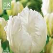 Tulipa White Parrot: Bild 1/1