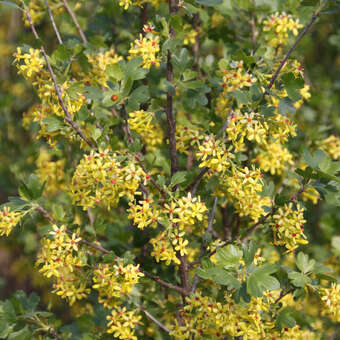 Gold-Johannisbeere - Ribes aureum