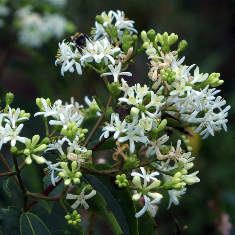 Sieben Sohne Des Himmels Heptacodium Miconoides Weiss