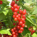 Rote Ribisel - Ribes rubrum 'Rosetta'
