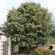 Celtis australis: Bild 1/6