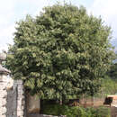 Celtis australis - Mittelmeer-Zürgelbaum