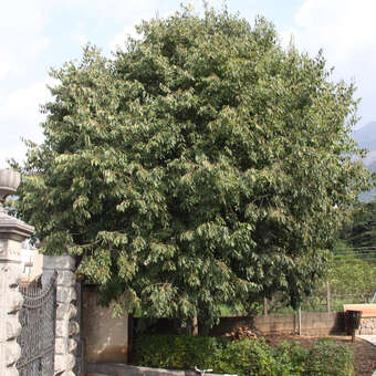 Celtis australis
