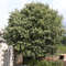 Mittelmeer-Zürgelbaum