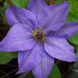 Clematis 'Sieboldii': Bild 1/2