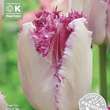 Tulipa Eyelash: Bild 1/1