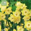 Narcissus Pipit: Bild 1/1