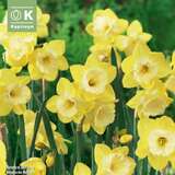 Narcissus Pipit - Narzisse