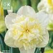Narcissus Ice King: Bild 1/1