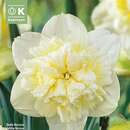 Narcissus Ice King - Narzisse