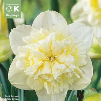 Narcissus Ice King