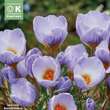 Crocus chrysanthus 'Blue Marlin': Bild 1/1