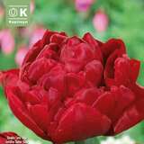 Tulipa Salcido - Gefülltblütige Tulpe