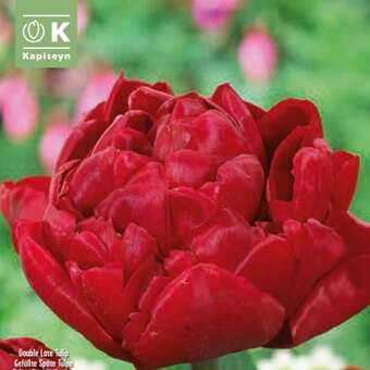 Tulipa Salcido