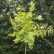 Ulmus pumila 'Beijing Gold': Bild 2/5