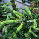 Abies procera 'Rattail' - Rattenschwanz-Edeltanne