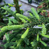 Abies procera 'Rattail' - Rattenschwanz-Edeltanne