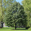 Tilia tomentosa: Bild 1/3