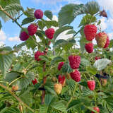 Rubus idaeus 'Romy' - Himbeere