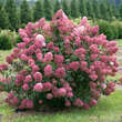 Hydrangea paniculata 'Fire Light': Bild 1/2