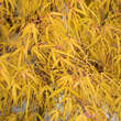 Acer palmatum 'Koto-no-ito': Bild 3/6