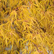 Acer palmatum 'Koto-no-ito': Bild 7/10
