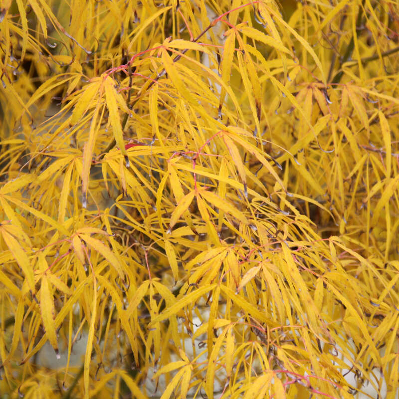 Japanischer Ahorn - Acer palmatum &lsquo;Koto-no-ito&rsquo;