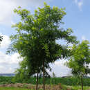 Pagoden-Schnurbaum - Sophora japonica 'Regent'