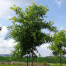 Sophora japonica 'Regent' - Pagoden-Schnurbaum