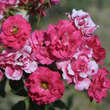 Rose 'Rotilia': Bild 1/1