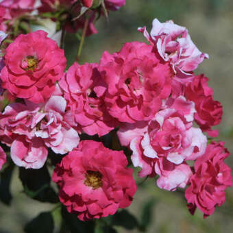 Rose 'Rotilia'