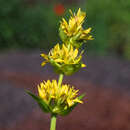 Gentiana lutea - Gelber Enzian