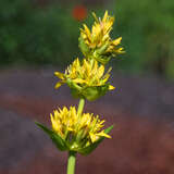 Gentiana lutea - Gelber Enzian