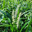 Liriope muscari 'Monroe White' - Glöckchentraube